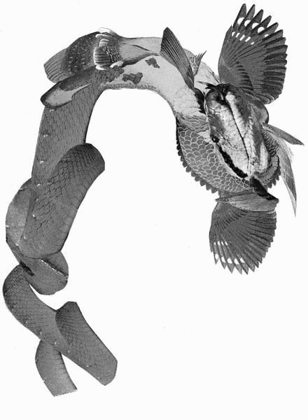 Иллюстрация к книге — Дилер реальности  [i_040.jpg]