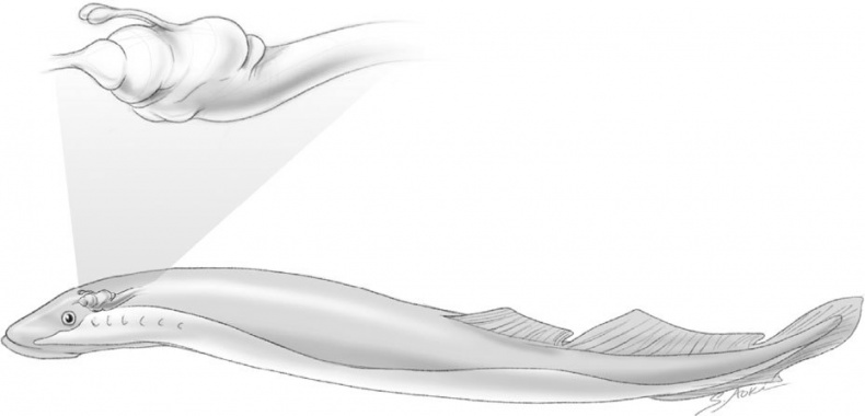 Иллюстрация к книге — Голодный мозг. Как перехитрить инстинкты, которые заставляют нас переедать [i_009.jpg]