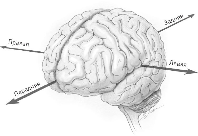 Иллюстрация к книге — Голодный мозг. Как перехитрить инстинкты, которые заставляют нас переедать [i_011.jpg]
