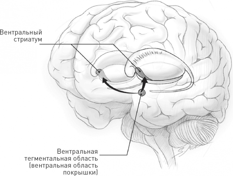 Иллюстрация к книге — Голодный мозг. Как перехитрить инстинкты, которые заставляют нас переедать [i_018.jpg]