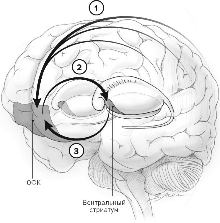 Иллюстрация к книге — Голодный мозг. Как перехитрить инстинкты, которые заставляют нас переедать [i_033.jpg]