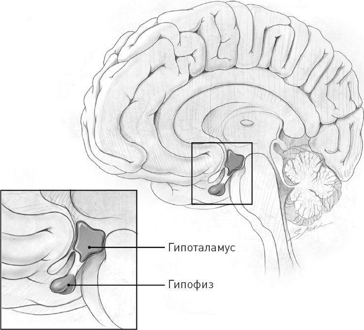 Иллюстрация к книге — Голодный мозг. Как перехитрить инстинкты, которые заставляют нас переедать [i_035.jpg]