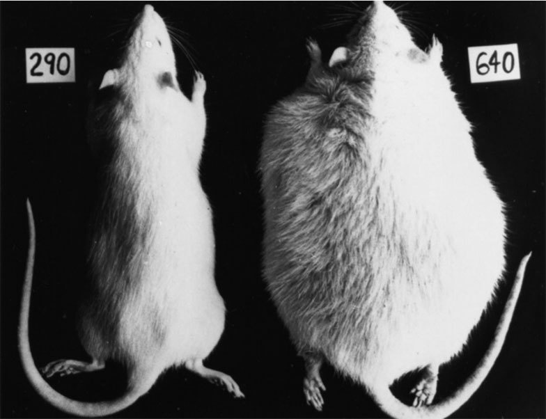 Иллюстрация к книге — Голодный мозг. Как перехитрить инстинкты, которые заставляют нас переедать [i_038.jpg]