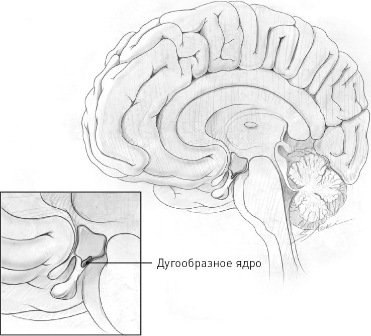 Иллюстрация к книге — Голодный мозг. Как перехитрить инстинкты, которые заставляют нас переедать [i_043.jpg]