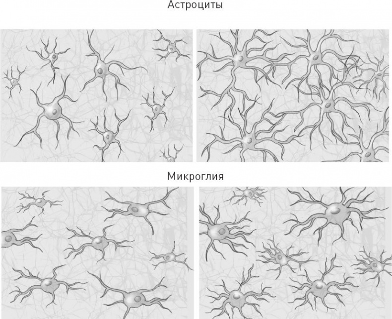 Иллюстрация к книге — Голодный мозг. Как перехитрить инстинкты, которые заставляют нас переедать [i_045.jpg]