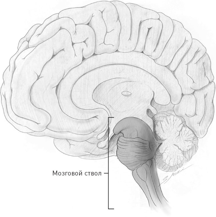 Иллюстрация к книге — Голодный мозг. Как перехитрить инстинкты, которые заставляют нас переедать [i_047.jpg]