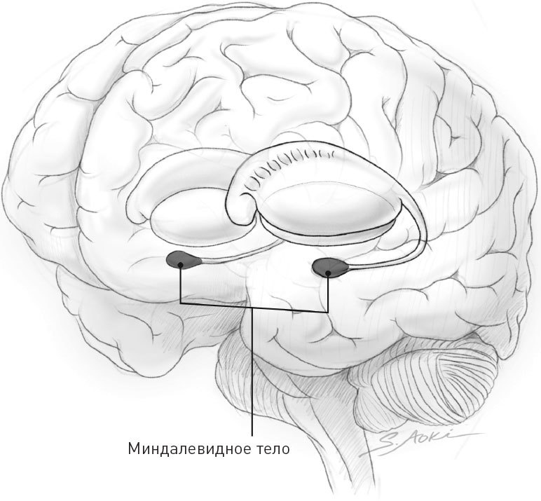 Иллюстрация к книге — Голодный мозг. Как перехитрить инстинкты, которые заставляют нас переедать [i_055.jpg]