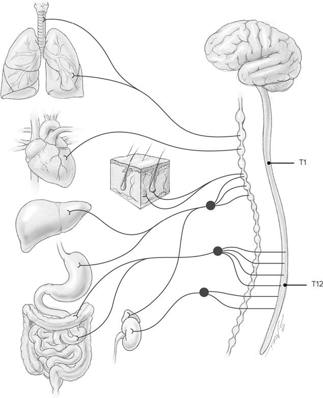 Иллюстрация к книге — Голодный мозг. Как перехитрить инстинкты, которые заставляют нас переедать [i_057.jpg]