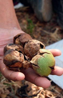 Иллюстрация к книге — Советистан [i_036.jpg]