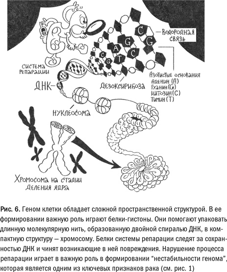 Иллюстрация к книге — Кривое зеркало жизни. Главные мифы о раке, и что современная наука думает о них [i_017.jpg]