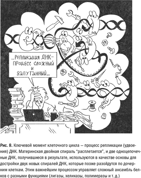 Иллюстрация к книге — Кривое зеркало жизни. Главные мифы о раке, и что современная наука думает о них [i_030.jpg]