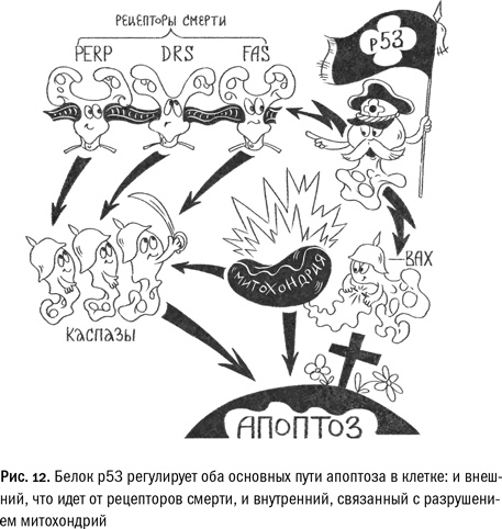 Иллюстрация к книге — Кривое зеркало жизни. Главные мифы о раке, и что современная наука думает о них [i_042.jpg]