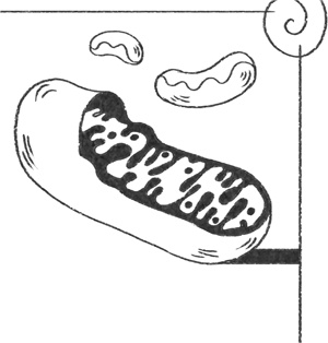 Иллюстрация к книге — Кривое зеркало жизни. Главные мифы о раке, и что современная наука думает о них [i_055.jpg]