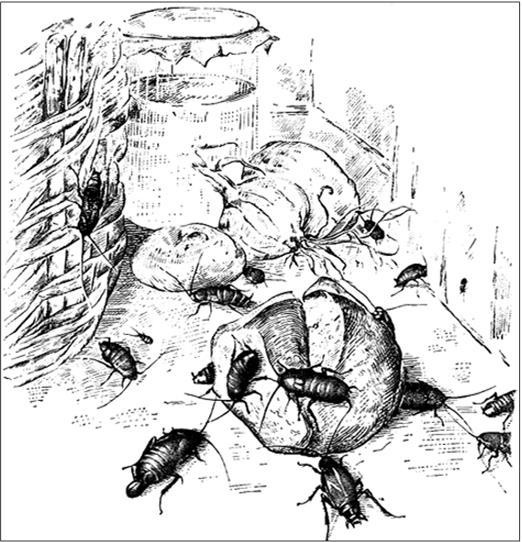 Иллюстрация к книге — Петербургские доходные дома. Очерки из истории быта [i_144.jpg]