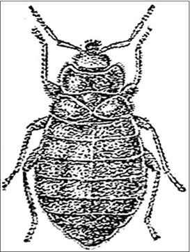 Иллюстрация к книге — Петербургские доходные дома. Очерки из истории быта [i_145.jpg]