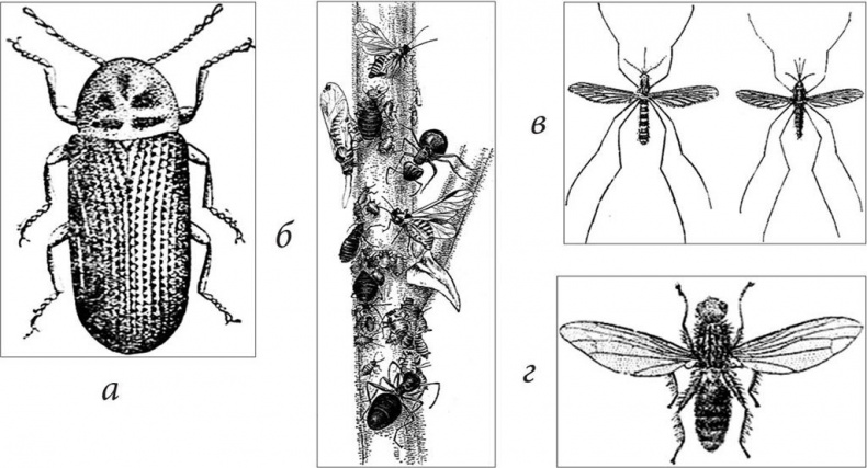 Иллюстрация к книге — Петербургские доходные дома. Очерки из истории быта [i_147.jpg]