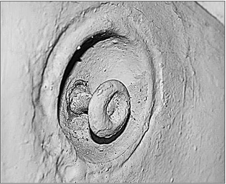 Иллюстрация к книге — Петербургские доходные дома. Очерки из истории быта [i_238.jpg]