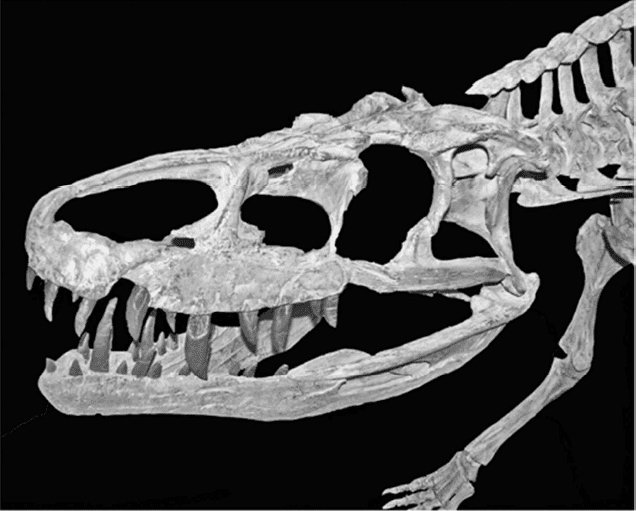 Иллюстрация к книге — Время динозавров. Новая история древних ящеров [i_017.jpg]