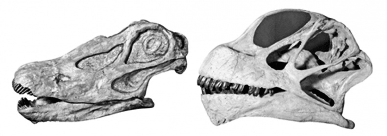 Иллюстрация к книге — Время динозавров. Новая история древних ящеров [i_034.jpg]