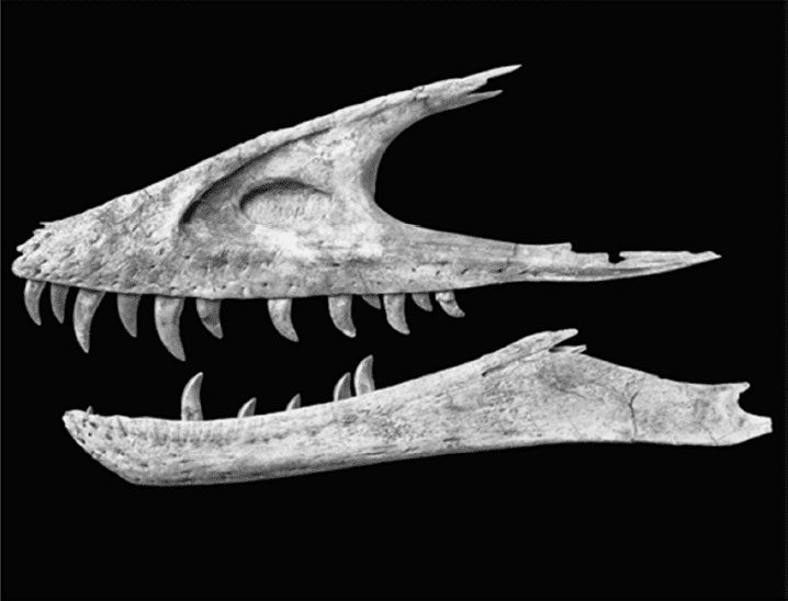 Иллюстрация к книге — Время динозавров. Новая история древних ящеров [i_036.jpg]