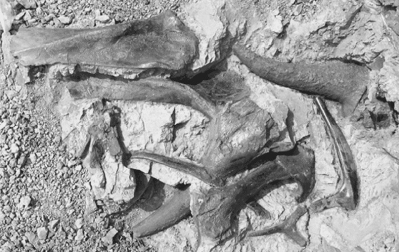 Иллюстрация к книге — Время динозавров. Новая история древних ящеров [i_050.jpg]