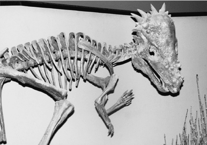 Иллюстрация к книге — Время динозавров. Новая история древних ящеров [i_052.jpg]