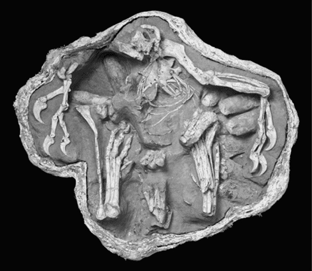 Иллюстрация к книге — Время динозавров. Новая история древних ящеров [i_061.jpg]