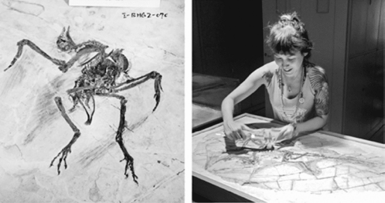 Иллюстрация к книге — Время динозавров. Новая история древних ящеров [i_063.jpg]