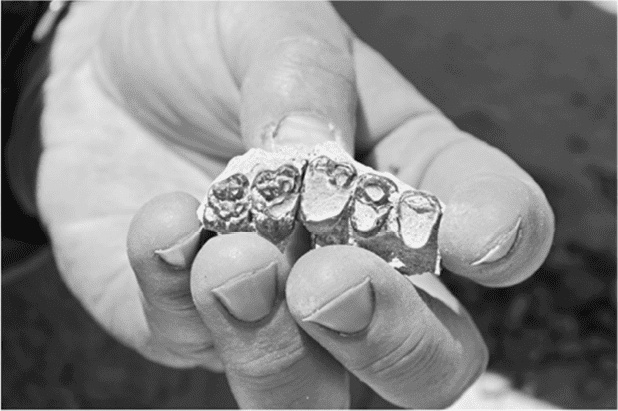 Иллюстрация к книге — Время динозавров. Новая история древних ящеров [i_071.jpg]