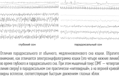 Иллюстрация к книге — Загадки сна [i_013.jpg]