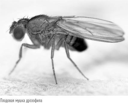 Иллюстрация к книге — Загадки сна [i_016.jpg]