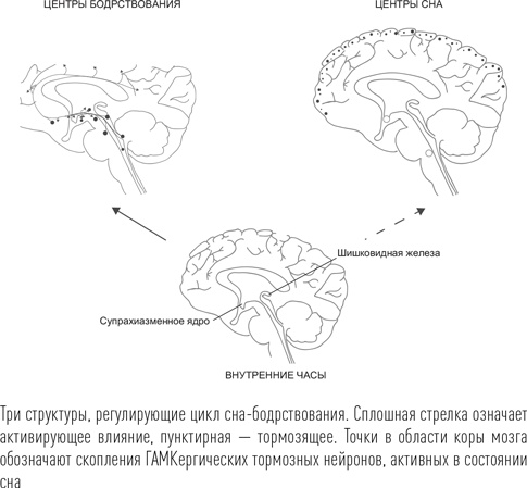 Иллюстрация к книге — Загадки сна [i_035.jpg]