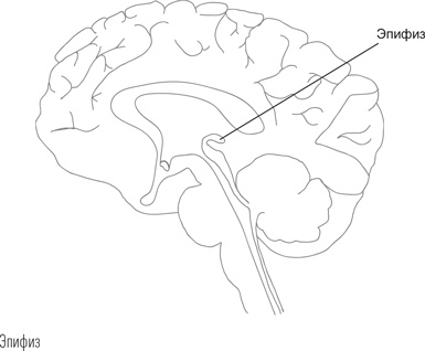 Иллюстрация к книге — Загадки сна [i_044.jpg]
