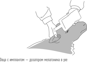 Иллюстрация к книге — Загадки сна [i_047.jpg]