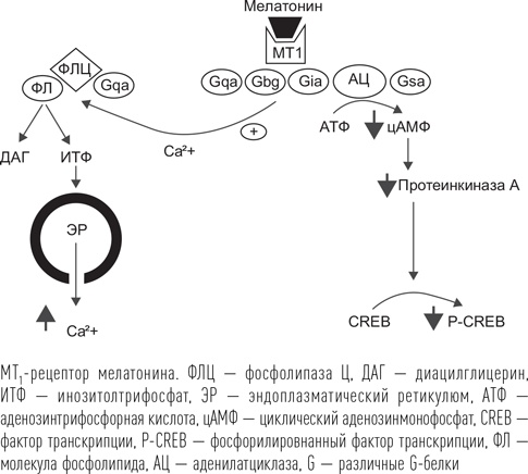 Иллюстрация к книге — Загадки сна [i_066.jpg]