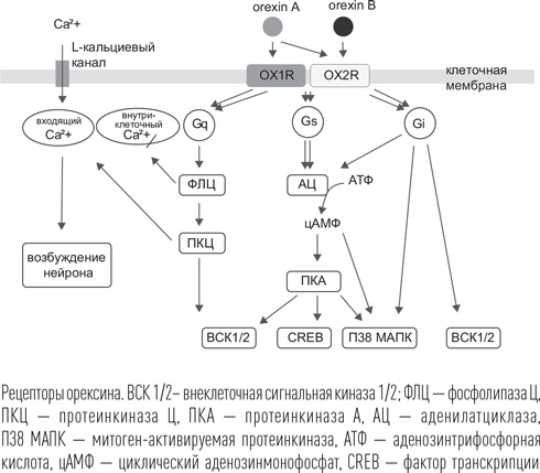 Иллюстрация к книге — Загадки сна [i_068.jpg]