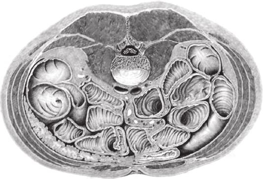 Иллюстрация к книге — Кожа: мифы и правда о самом большом органе [i_007.jpg]