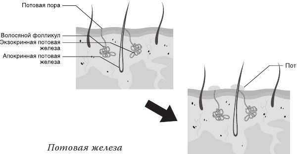 Иллюстрация к книге — Кожа: мифы и правда о самом большом органе [i_016.jpg]