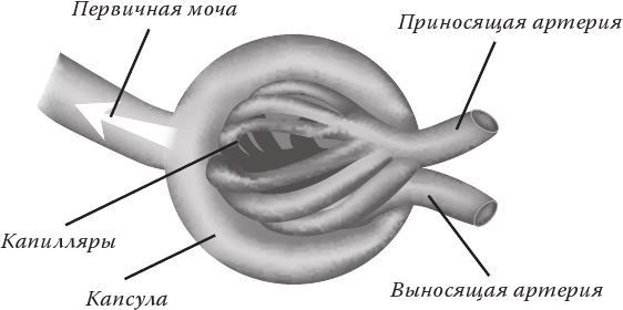 Иллюстрация к книге — Кожа: мифы и правда о самом большом органе [i_018.jpg]