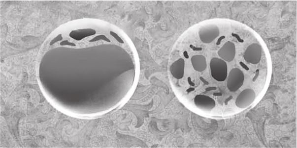 Иллюстрация к книге — Кожа: мифы и правда о самом большом органе [i_025.jpg]