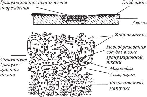 Иллюстрация к книге — Кожа: мифы и правда о самом большом органе [i_029.jpg]