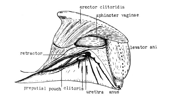 Иллюстрация к книге — Секс в океане или Тайна зарождения жизни [i_010.jpg]