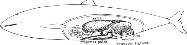 Иллюстрация к книге — Секс в океане или Тайна зарождения жизни [i_012.jpg]