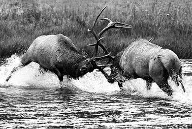 Иллюстрация к книге — Успех и удача [i_015.jpg]