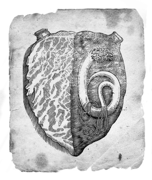 Иллюстрация к книге — Безумная медицина. Странные заболевания и не менее странные методы лечения в истории медицины [i_020.jpg]