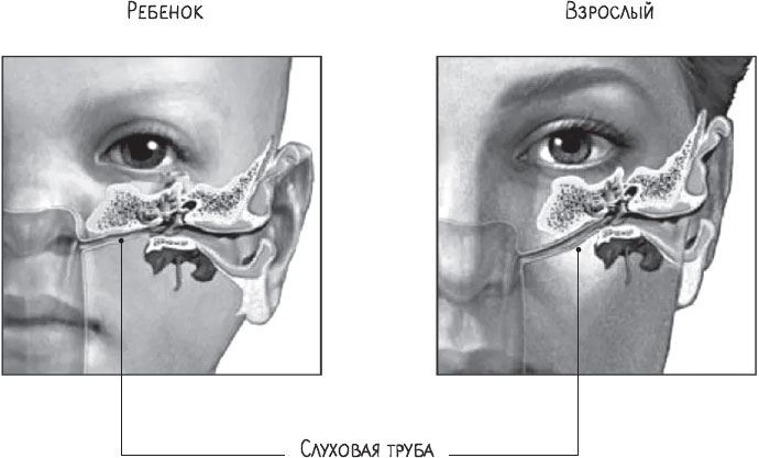 Иллюстрация к книге — В лабиринтах уха, горла и носа. Скрытые механизмы работы, неочевидные взаимосвязи и полезные знания, которые помогут «дотянуть» до визита к врачу [i_005.jpg]