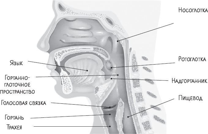 Иллюстрация к книге — В лабиринтах уха, горла и носа. Скрытые механизмы работы, неочевидные взаимосвязи и полезные знания, которые помогут «дотянуть» до визита к врачу [i_014.jpg]