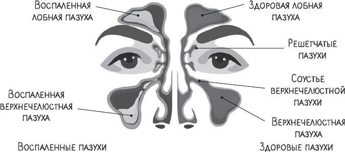 Иллюстрация к книге — В лабиринтах уха, горла и носа. Скрытые механизмы работы, неочевидные взаимосвязи и полезные знания, которые помогут «дотянуть» до визита к врачу [i_021.jpg]