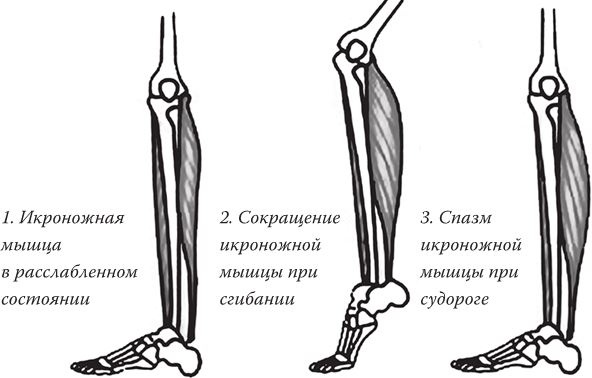 Иллюстрация к книге — Предрассудки о здоровье. Жить надо с умом и правильно [i_010.jpg]