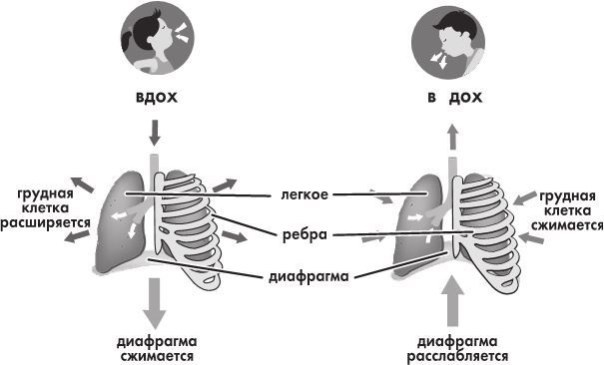 Иллюстрация к книге — Предрассудки о здоровье. Жить надо с умом и правильно [i_032.jpg]